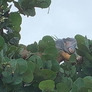 Meet your Posher, Leonardra